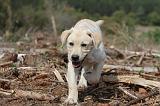 LABRADOR 136
